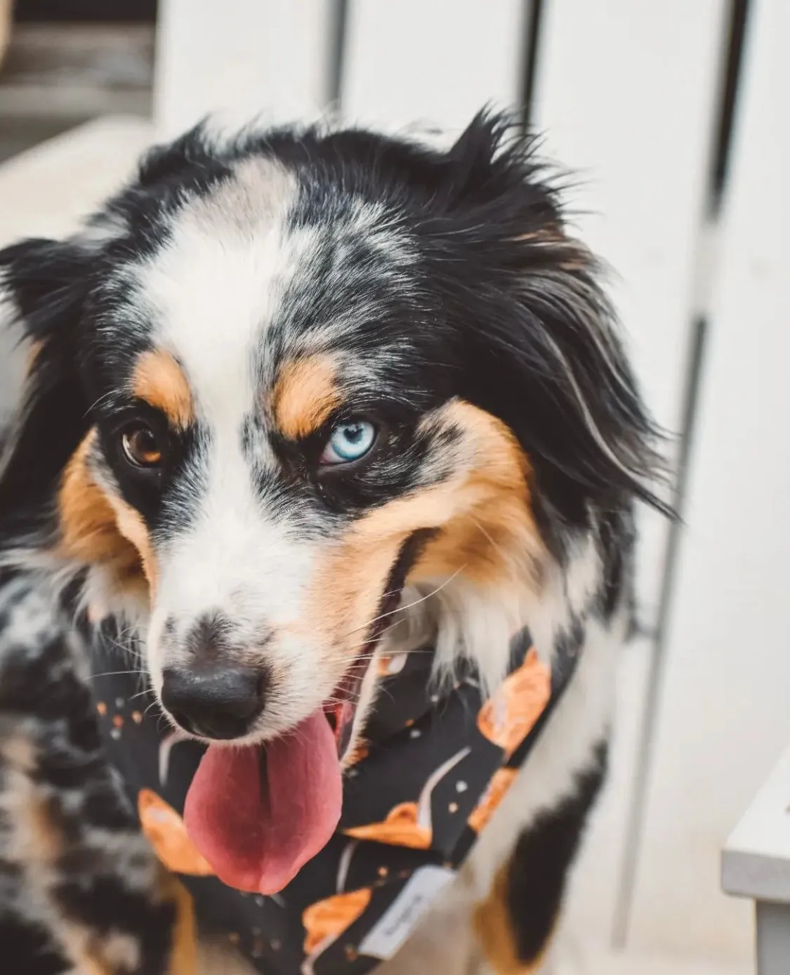 Bodhi Dog Bandana