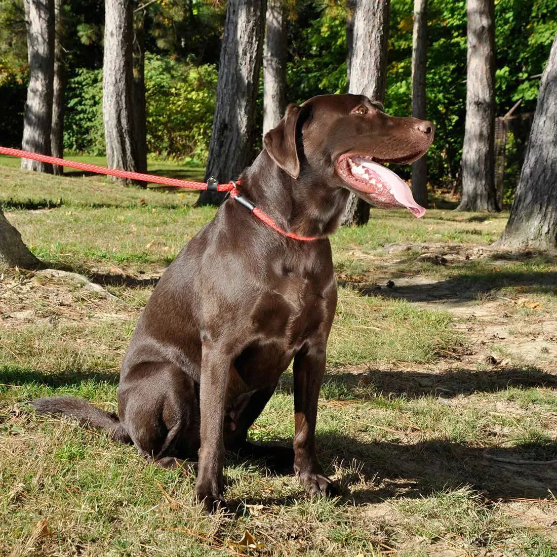 Coastal Dog Rope Slip Lead Blue